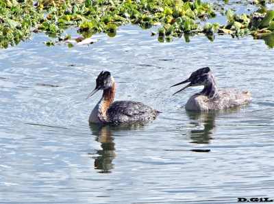MACÁ GRANDE (Podicephorus major) - (Adulto con Juvenil) Ba&ntilde;ados de Carrasco-MONTEVIDEO (Mayo 2010)